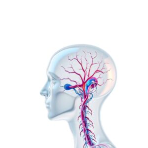 A diagram of the vagus nerve